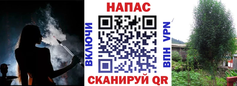 Конопля планчик  где найти   Гвардейск 